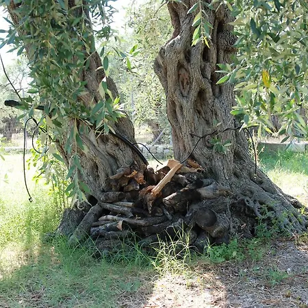 Irene's * Skala Rachoni (Thasos)